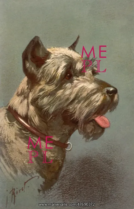  : White Schnauzer