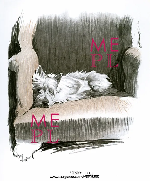 : White Scots terrier lying in an armchair : White Scots terrier lying in an armchair