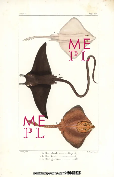 : White skate (endangered) and devil ray : White skate (endangered) and devil ray