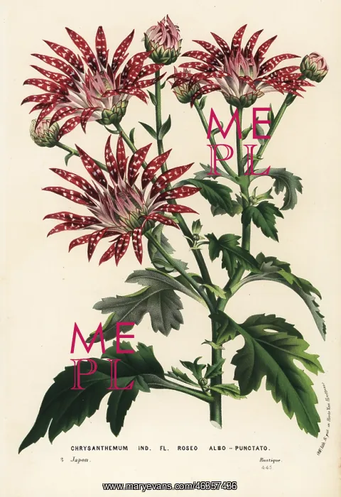 : White-spotted chrysanthemum variety, Chrysanthemum indicum : White-spotted chrysanthemum variety, Chrysanthemum indicum