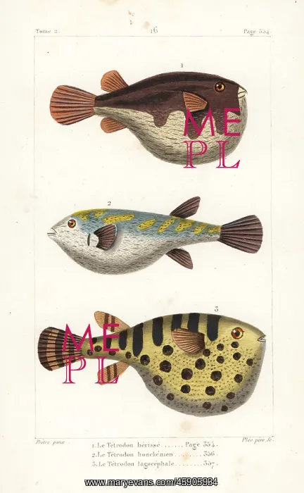 : White-spotted puffer, evileye blaasop and oceanic puffer : White-spotted puffer, evileye blaasop and oceanic puffer