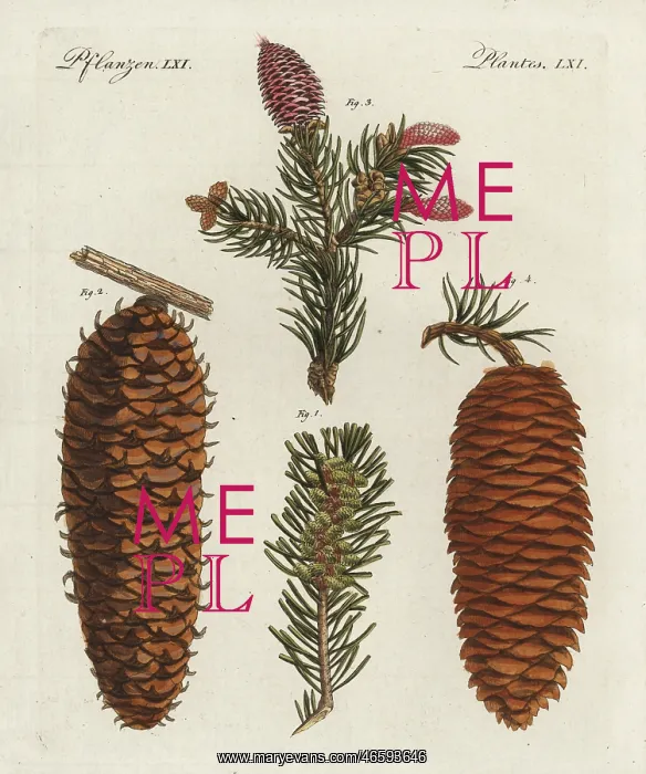 : White spruce tree, Picea glauca, and Norway : White spruce tree, Picea glauca, and Norway