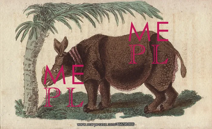 : White or square-lipped rhinoceros, Ceratotherium simum : White or square-lipped rhinoceros, Ceratotherium simum