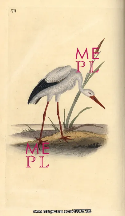  : White stork, Ciconia ciconia
