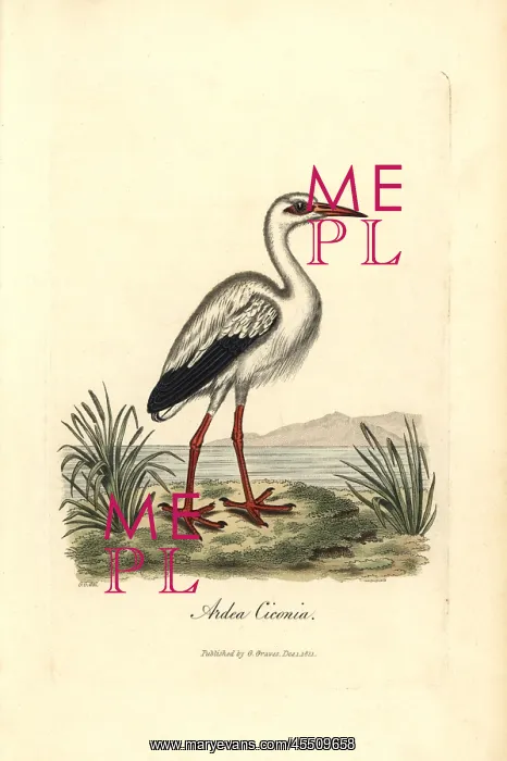  : White stork, Ciconia ciconia