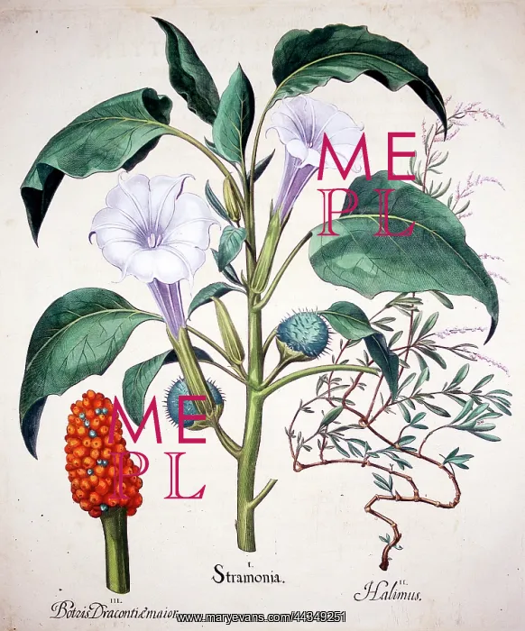 : White Stramonia or Stramonium Flower : White Stramonia or Stramonium Flower