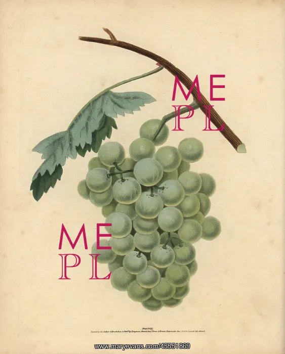 : White sweet water grape, Vitis vinifera : White sweet water grape, Vitis vinifera