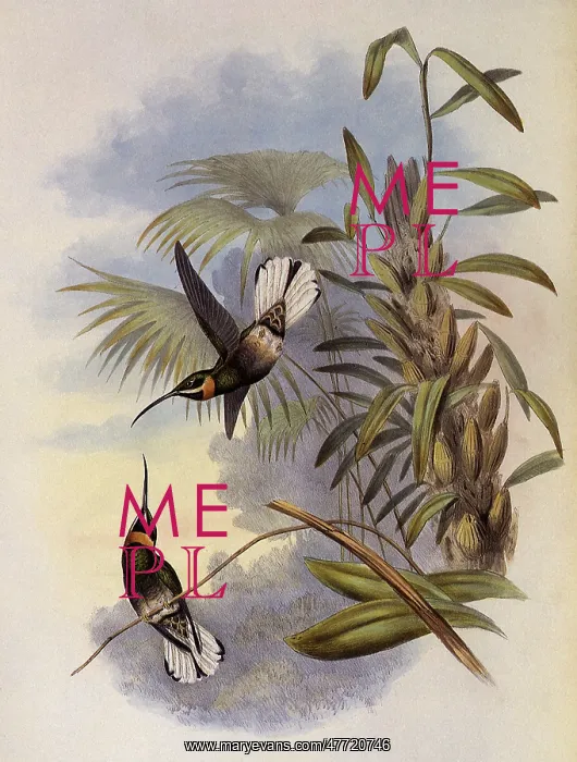 : White-Tailed Barbed-Throat, Threnetes Leucurus : White-Tailed Barbed-Throat, Threnetes Leucurus