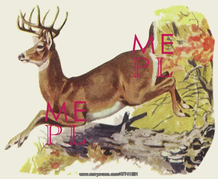 : White-Tailed Deer : White-Tailed Deer