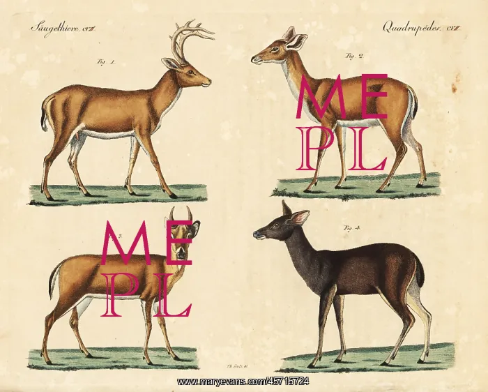 : White-tailed deer and Malayan sambar deer : White-tailed deer and Malayan sambar deer