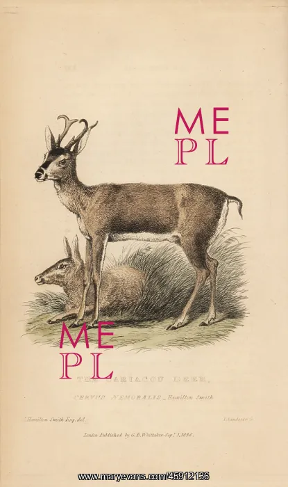: White-tailed deer, Odocoileus virginianus : White-tailed deer, Odocoileus virginianus