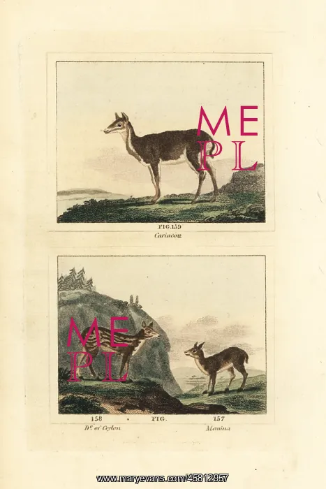 : White-tailed deer, Sri Lankan axis and white-spotted : White-tailed deer, Sri Lankan axis and white-spotted