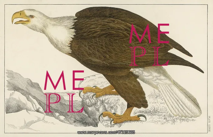: WHITE-TAILED EAGLE : WHITE-TAILED EAGLE