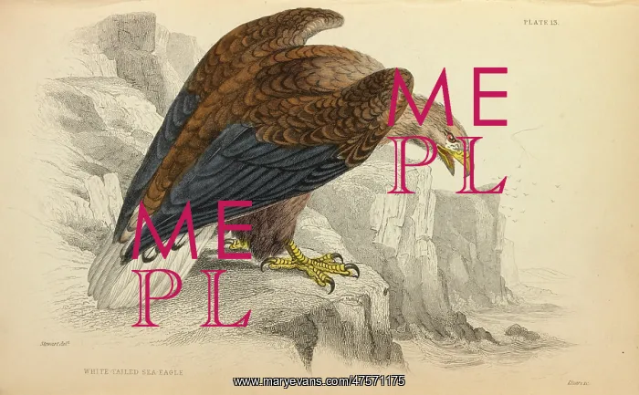 : White-tailed Eagle : White-tailed Eagle