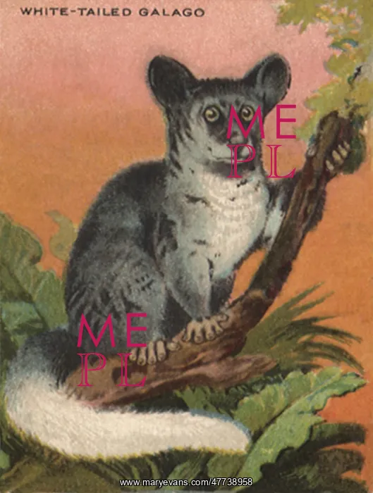 : White-Tailed Galago : White-Tailed Galago
