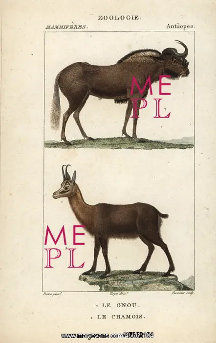  : White-tailed gnu, Connochaetes gnou, and Pyrenean