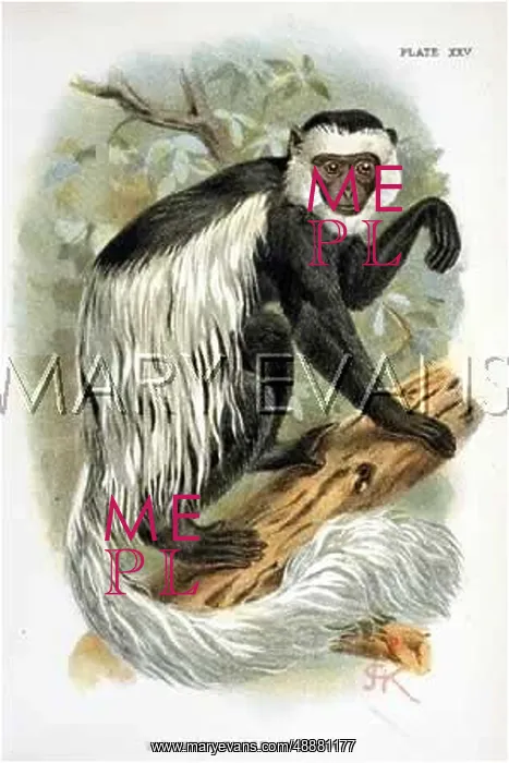  : WHITE TAILED GUEREZA / JCK