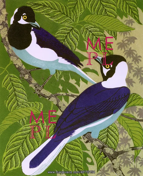 : White-tailed jays : White-tailed jays