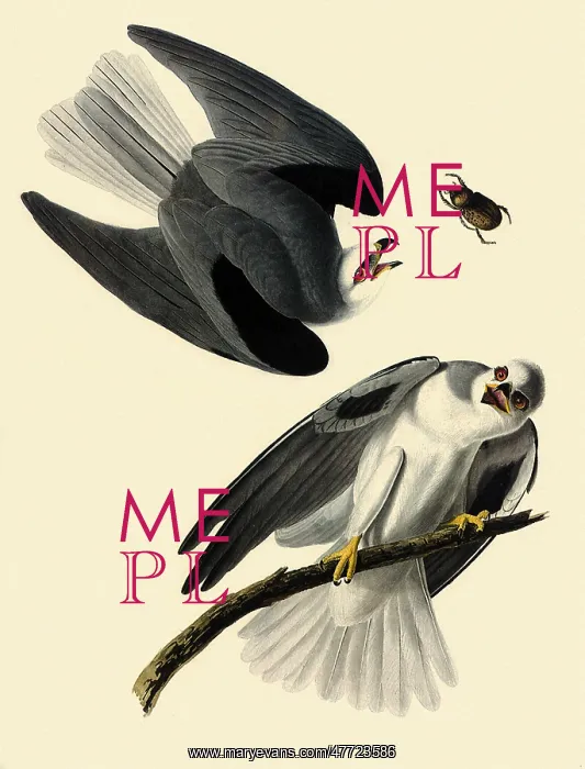  : White-Tailed Kite, Elanus leucurus