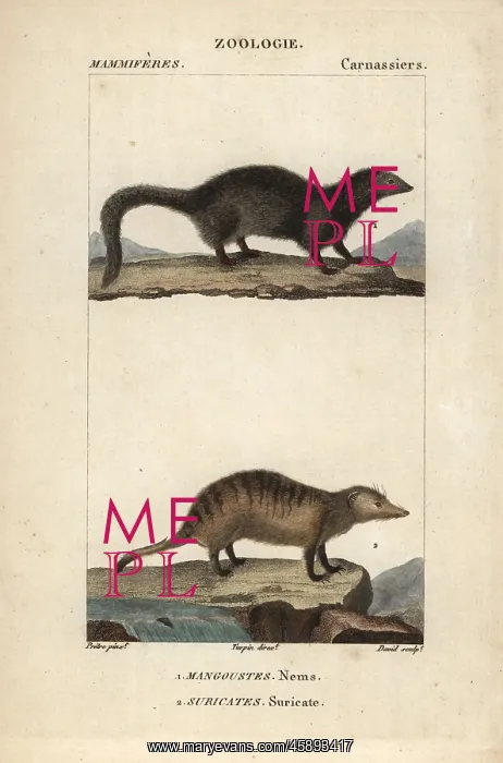 : White tailed mongoose, Ichneumia albicauda : White tailed mongoose, Ichneumia albicauda