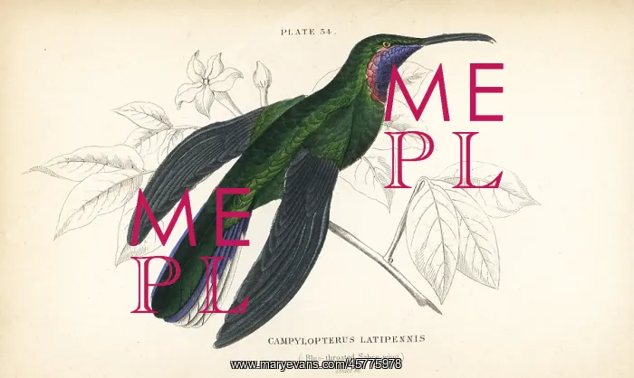 : White-tailed sabrewing, Campylopterus ensipennis : White-tailed sabrewing, Campylopterus ensipennis