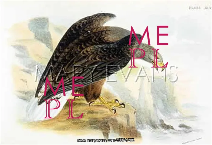 : WHITE TAILED SEA EAGLE : WHITE TAILED SEA EAGLE