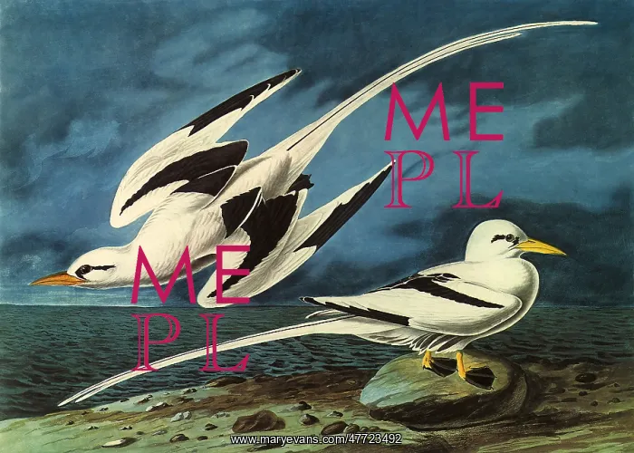 : White-Tailed Tropicbird, Phaethon lepturus : White-Tailed Tropicbird, Phaethon lepturus
