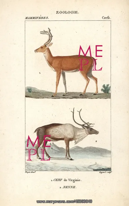 : White-tailed or Virginia deer, Odocoileus virginianus : White-tailed or Virginia deer, Odocoileus virginianus