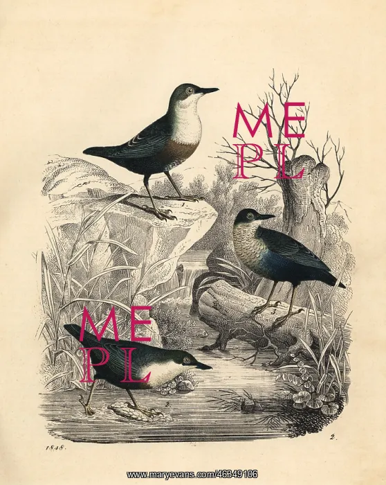 : White-throated dipper, Cinclus cinclus : White-throated dipper, Cinclus cinclus