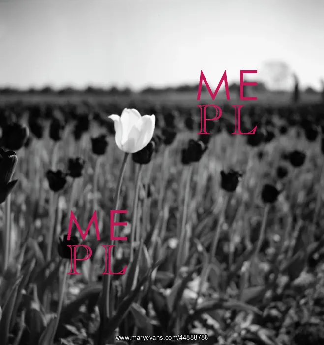 : A white tulip amongst black tulips : A white tulip amongst black tulips