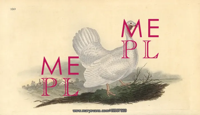 : White turkey, Melagris gallopavo (variant) : White turkey, Melagris gallopavo (variant)
