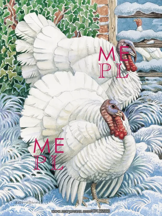  : Two White Turkeys