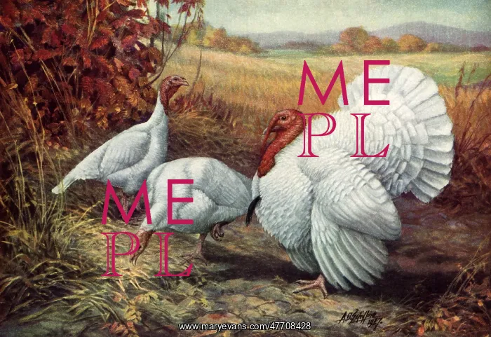  : White Turkeys