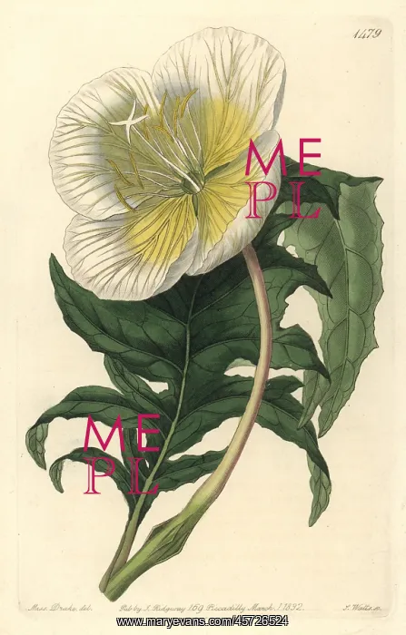 : White upright evening primrose, Oenothera anisoloba : White upright evening primrose, Oenothera anisoloba