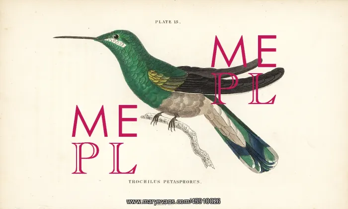 : White-vented violetear, Colibri serrirostris, female : White-vented violetear, Colibri serrirostris, female