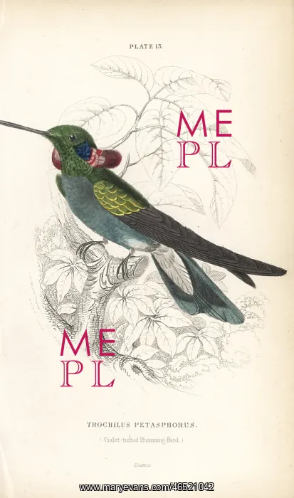 : White-vented violetear, Colibri serrirostris : White-vented violetear, Colibri serrirostris
