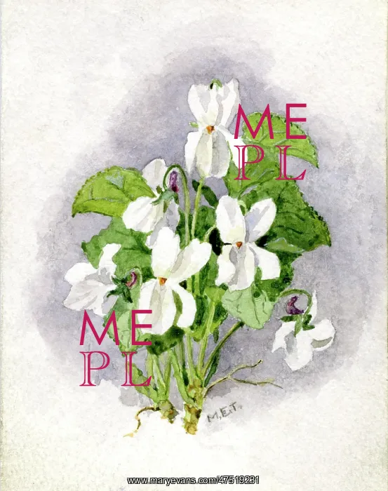  : White Violets