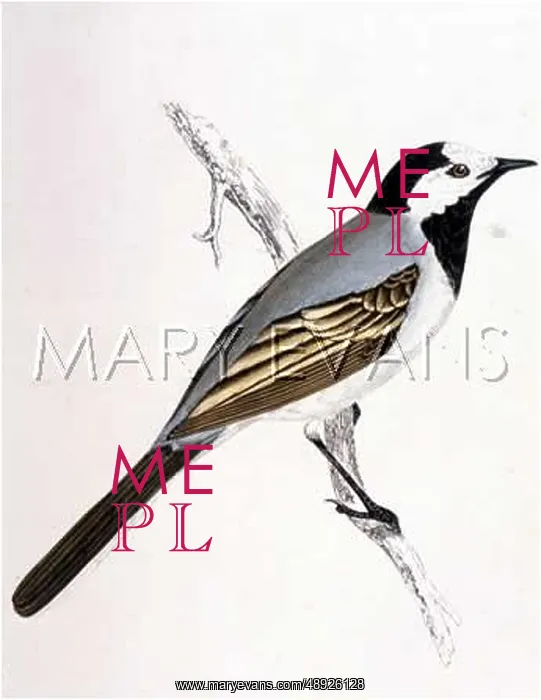  : WHITE WAGTAIL (MORRIS)