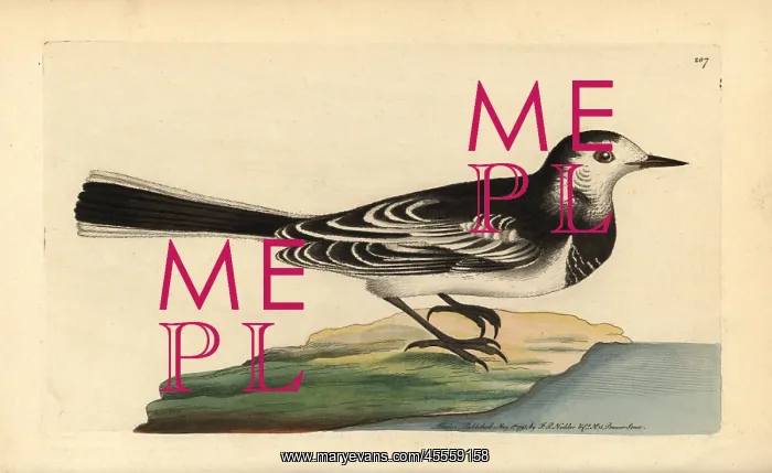  : White wagtail, Motacilla alba