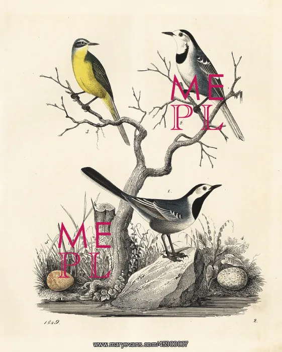 : White wagtail and western yellow wagtail : White wagtail and western yellow wagtail