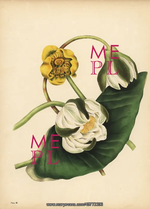 : The white Water-Lily and yellow Nuphar, Silence : The white Water-Lily and yellow Nuphar, Silence