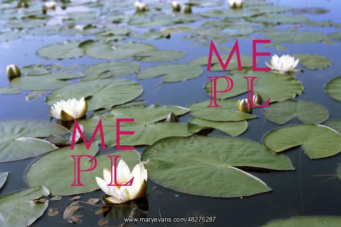 : White waterlily, 1980 : White waterlily, 1980