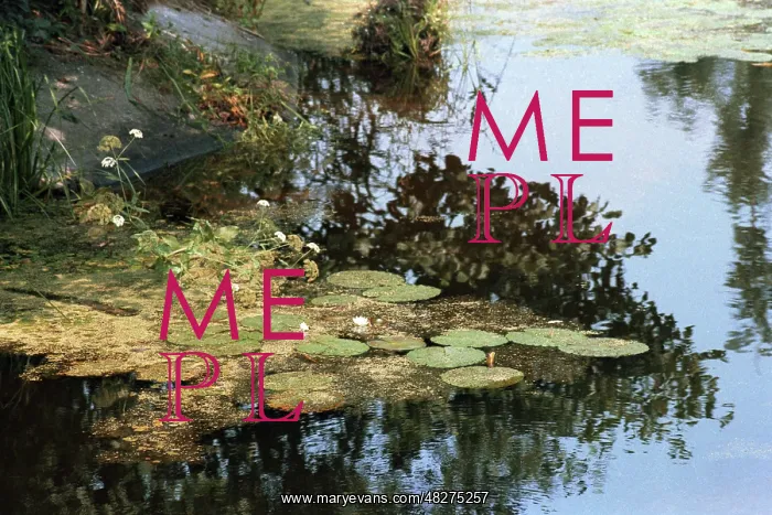 : White waterlily, 1985 : White waterlily, 1985