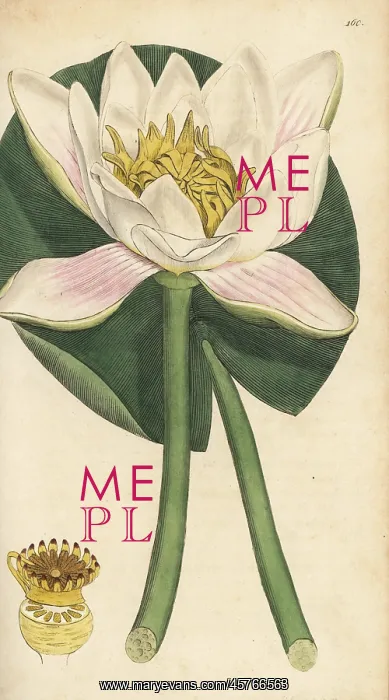 : White waterlily, Nymphaea alba : White waterlily, Nymphaea alba