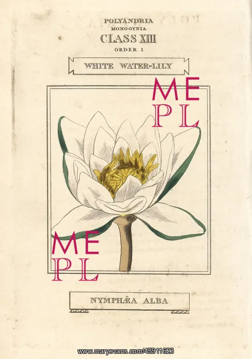 : White waterlily, Nymphaea alba : White waterlily, Nymphaea alba