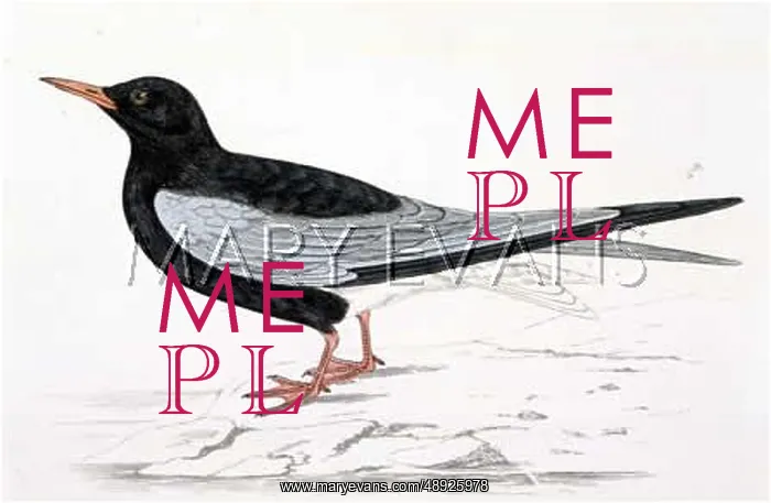 : WHITE-WINGED BLACK TERN : WHITE-WINGED BLACK TERN