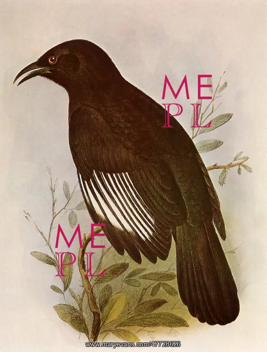 : White-winged Chough, Corcorax melanorhamphos : White-winged Chough, Corcorax melanorhamphos