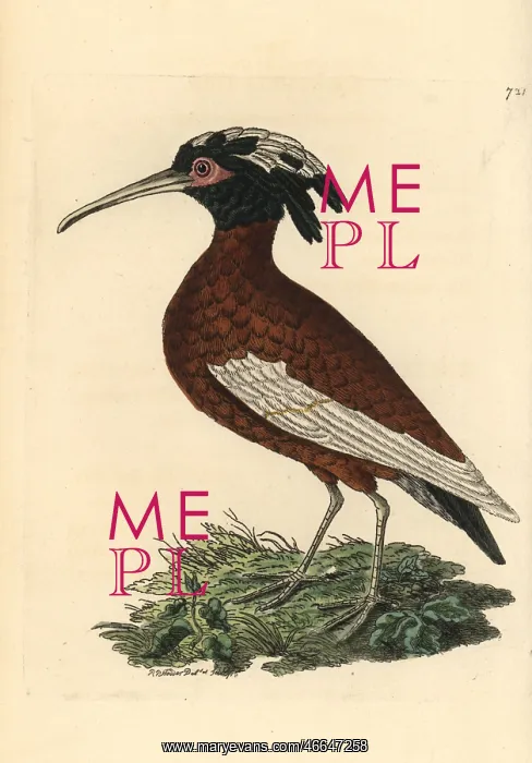 : White-winged ibis, Lophotibis cristata : White-winged ibis, Lophotibis cristata