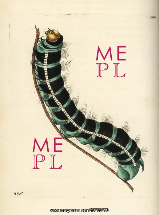 : White witch moth caterpillar, Thysania agrippina : White witch moth caterpillar, Thysania agrippina
