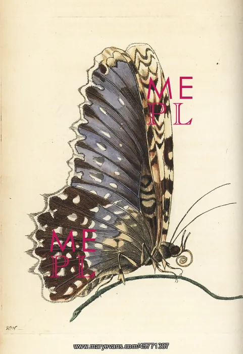 : White witch moth, Thysania agrippina : White witch moth, Thysania agrippina